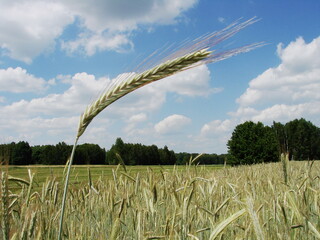 Kłos żyta widoczny na tle pięknego niebieskiego nieba © tomo81