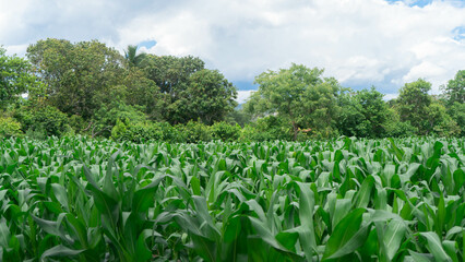 Agricultura en Honduras
