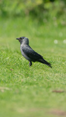 Jackdaw on grass