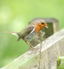robin on a fence
