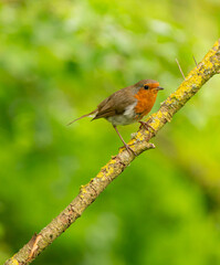 robin on a branch