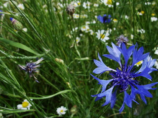 Kolorowe kwiaty polne © tomo81