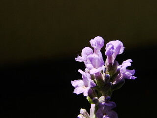 Lawenda (kolor fioletowy) © tomo81