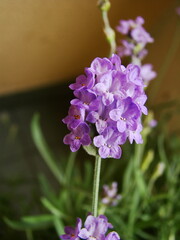 Lawenda (kolor fioletowy) © tomo81