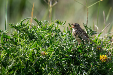 Meadow Pipit (Anthus pratensis) - Commonly Found in Europe and Western Asia
