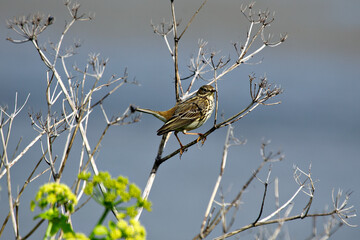 Meadow Pipit (Anthus pratensis) - Commonly Found in Europe and Western Asia