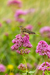 Meadow Pipit (Anthus pratensis) - Commonly Found in Europe and Western Asia