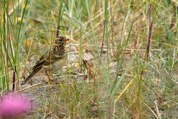 Meadow Pipit (Anthus pratensis) - Commonly Found in Europe and Western Asia