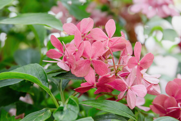 Pink Hydrangea flowers in a garden