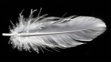Obraz premium Single White Feather on Black Background
