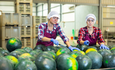Fototapeta premium Latin and caucasian women in uniform standing at conveyer in factory and using knives while sorting watermelons.