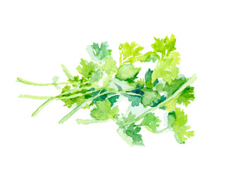 Watercolor Illustration of Fresh Cilantro Leaves, Ideal for Culinary Designs and Creative Projects