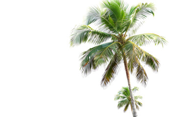 Coconut palm tree at a tropical beach. Holiday and travel concept