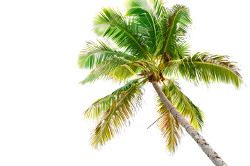 Coconut palm tree isolated on white background. Happy holiday at a tropical beach