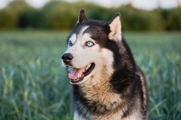 Joyful husky dog ​​with colorful eyes on nature in summer.