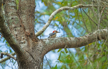 A Red Bellied Woodpecker in a Forest