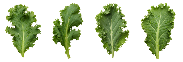 Kale leaf salad vegetable isolated on white background.