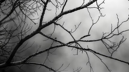 Few branches in Monochrome