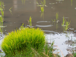 街中の水田に置かれた苗