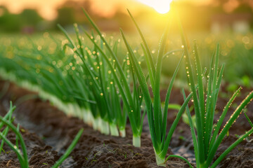 An onion field at sunrise, with rows of green onion plants and dew droplets glistening on the leaves.. AI generated.