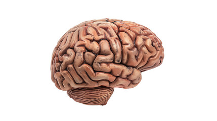 Human brain on transparent background 