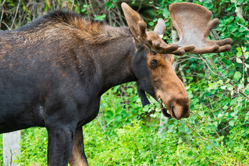Bull moose eating Aspen leaves Jackson Hole Wyoming
