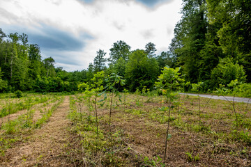 Fototapeta premium Neuanpflanzung von jungen Laubbäumen im Mischwald