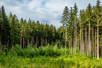 Wiederaufforstung durch anpflanzen von jungen Bäumen im Mischwald