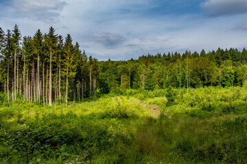 Wiederaufforstung durch anpflanzen von jungen Bäumen im Mischwald