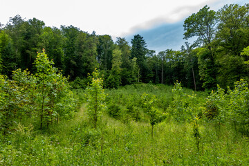 Neuanpflanzung von jungen Laubbäumen im Mischwald
