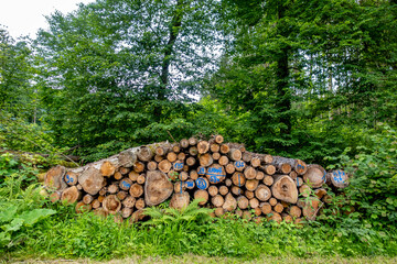 Markierte Baumstämme im Wald