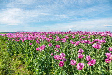 Schlafmohnfeld (Papaver somniferum), Anbau von Speisemohn, Mohnfeld