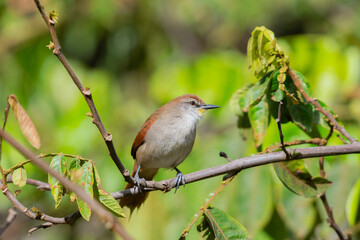 curutié (Certhiaxis cinnamomeus)