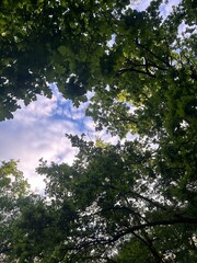 Nice green forest in Czech Republic summer time