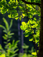 Wiederaufforstung durch anpflanzen von jungen Bäumen im Mischwald