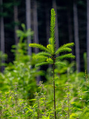 Wiederaufforstung durch anpflanzen von jungen Bäumen im Mischwald