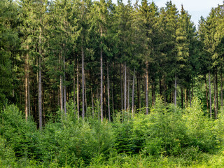 Wiederaufforstung durch anpflanzen von jungen B&auml;umen im Mischwald