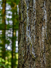 Baumharz an einem Baumstamm