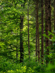 Fototapeta premium Waldweg im Frühjahr