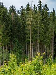 Neuanpflanzung von jungen Laubbäumen im Mischwald