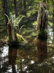 A hike around the lakes and through the forests of Hardy Lake Provincial Park in Ontario Canada