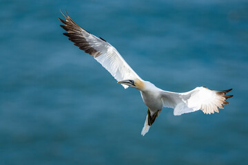 Northern Gannet, Morus bassanus, bird in fly, Bempton Cliffs, North Yorkshire, England