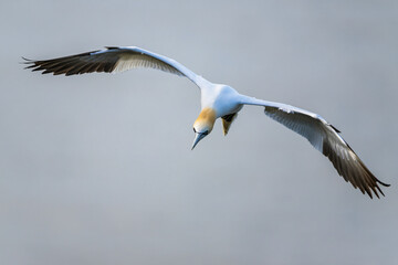 Northern Gannet, Morus bassanus, bird in fly, Bempton Cliffs, North Yorkshire, England
