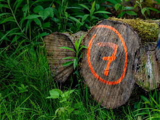 Markierte Baumstämme im Wald