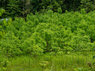 Neuanpflanzung von jungen Laubbäumen im Mischwald