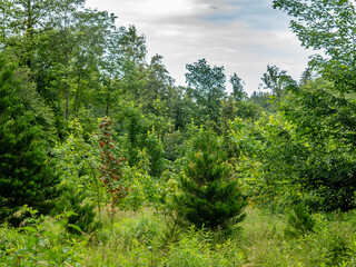 Neuanpflanzung von jungen Laubbäumen im Mischwald
