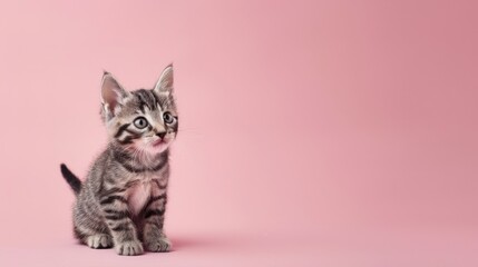Small gray striped kitten on pink background cute little cat with big eyes space for text