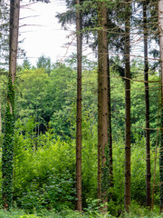 Wiederaufforstung durch anpflanzen von jungen Bäumen im Mischwald