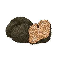 Vector illustration of Black truffle mushroom, scientific name Tuber melanosporum, isolated on white background.