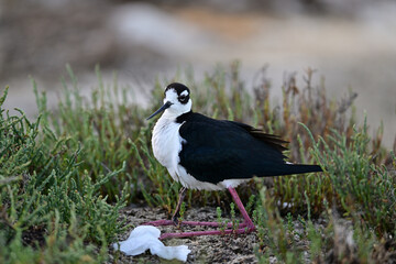 Black-necked stilt aka Himantopus mexicanus mother hiding her chicks under her belly